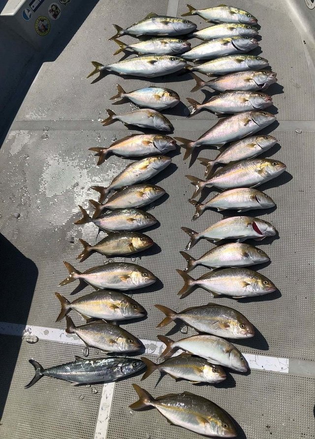 ツバス(ブリ)・シオ(カンパチ)・サゴシ(サワラ)