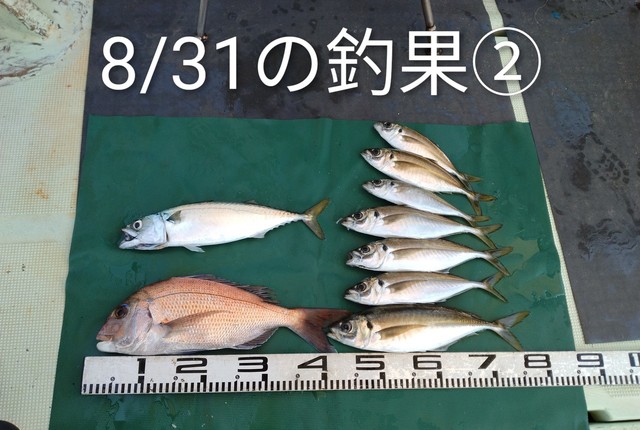 マダイ・マアジ・マサバ