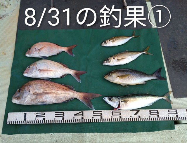 マダイ・マアジ・イサキ・マサバ