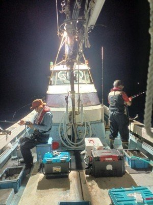 イカ(ケンサキイカ)