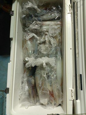 イカ(ケンサキイカ)