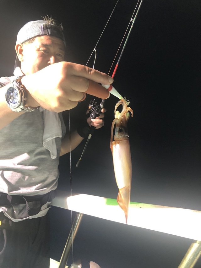 マルイカ(ケンサキイカ)