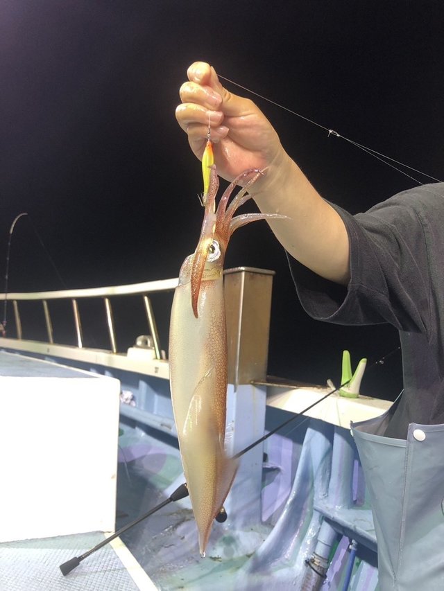 マルイカ(ケンサキイカ)