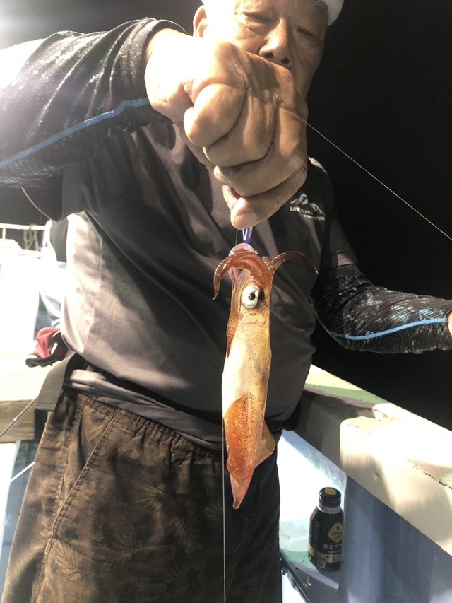 マルイカ(ケンサキイカ)