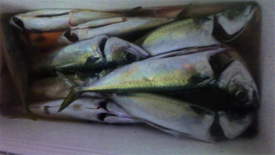 サバ(ゴマサバ)