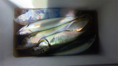 ツバイソ(ブリ)・サバ(ゴマサバ)