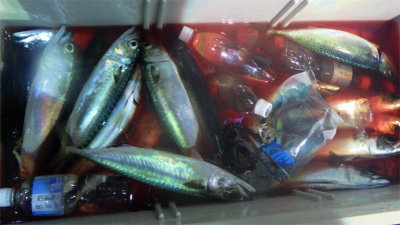 アジ(マアジ)・サバ(ゴマサバ)