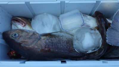 ホッケ・マダラ