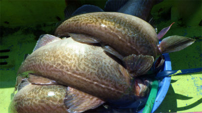 マゾイ(キツネメバル)・ホッケ