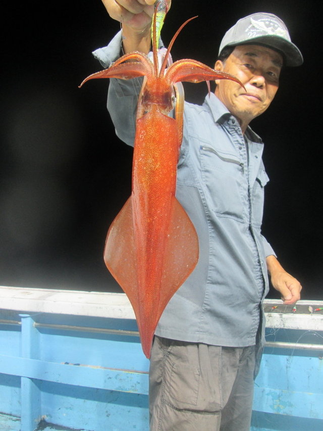 マイカ(ケンサキイカ)