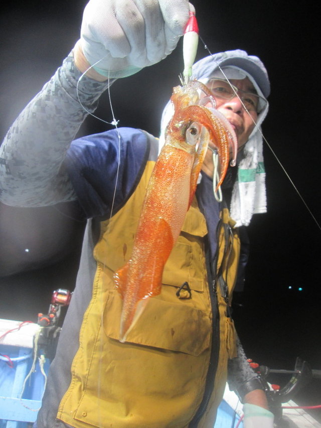 マイカ(ケンサキイカ)