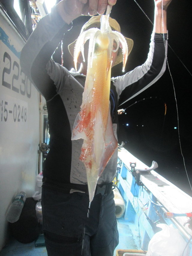 マイカ(ケンサキイカ)