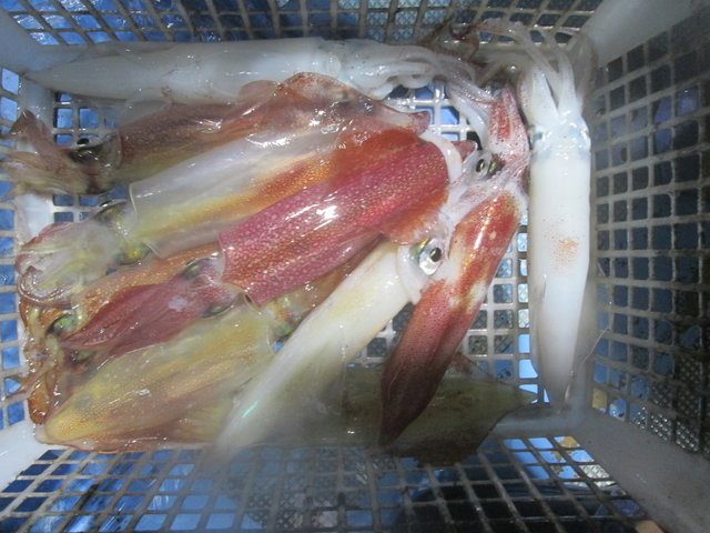 マイカ(ケンサキイカ)