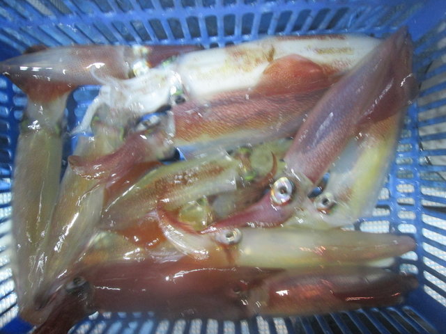 マイカ(ケンサキイカ)