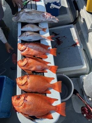 マダイ・レンコダイ(キダイ)・チカメ(チカメキントキ)