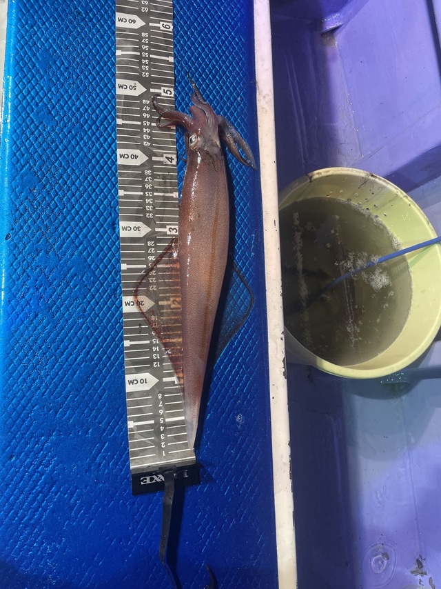 マルイカ(ケンサキイカ)