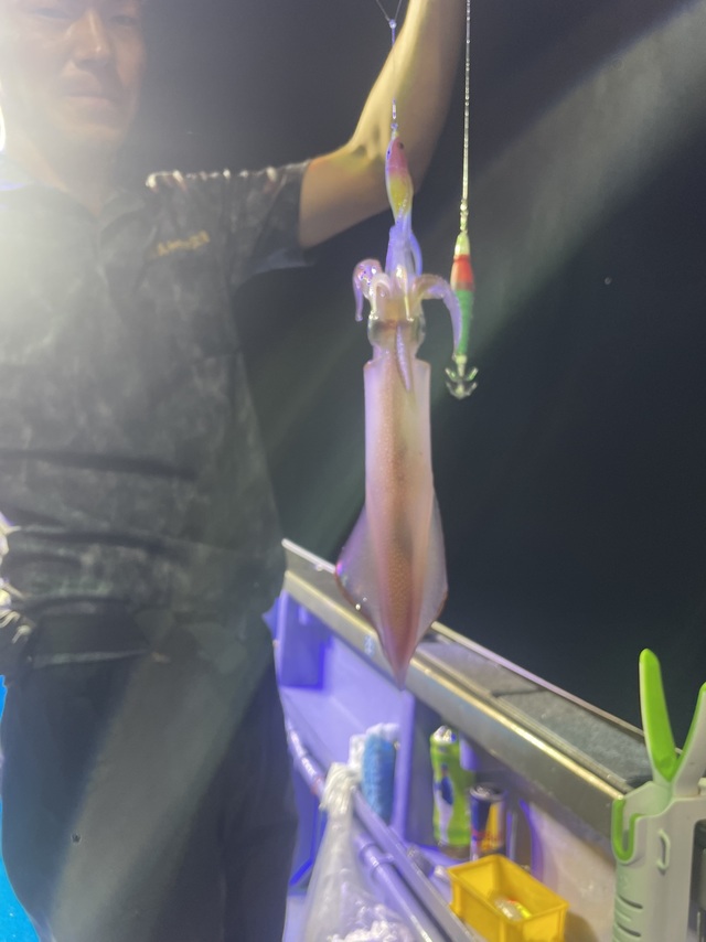 マルイカ(ケンサキイカ)