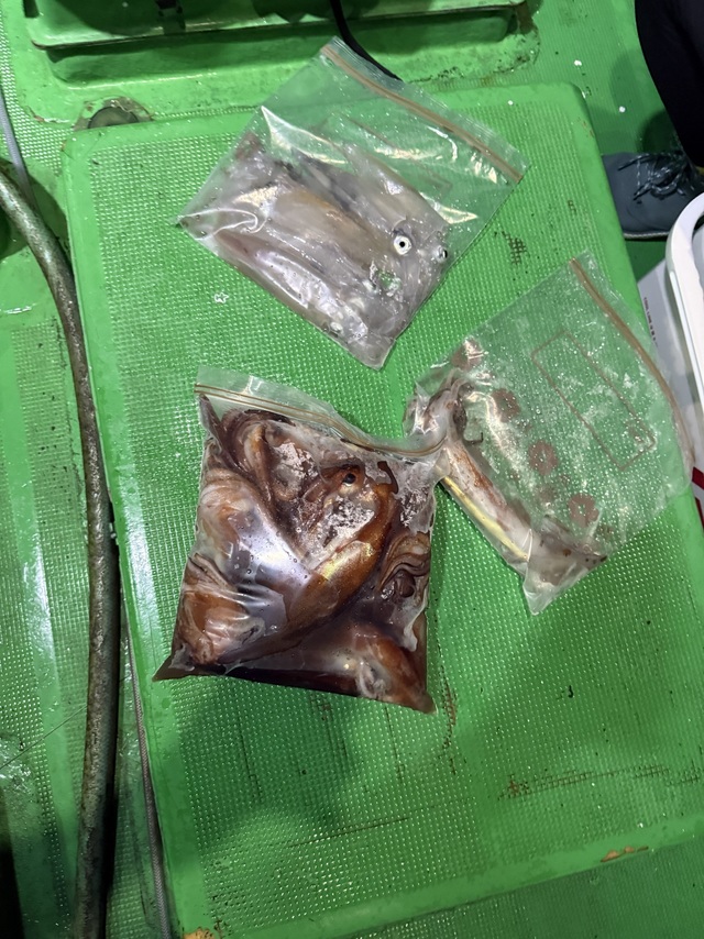 アカイカ(ケンサキイカ)・スルメイカ