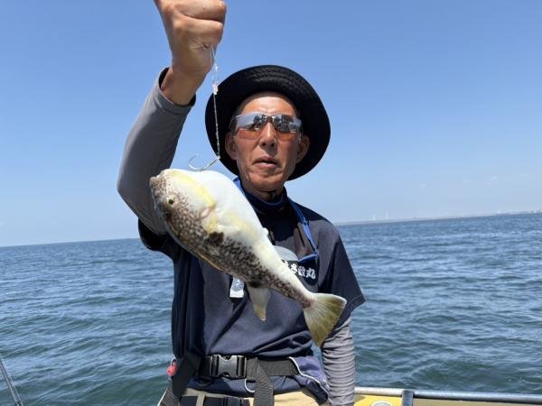 ショウサイフグ