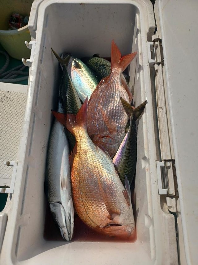 マダイ・サバ(ゴマサバ)