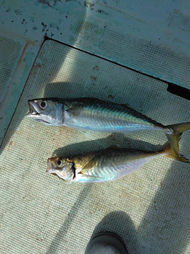 マアジ・マサバ