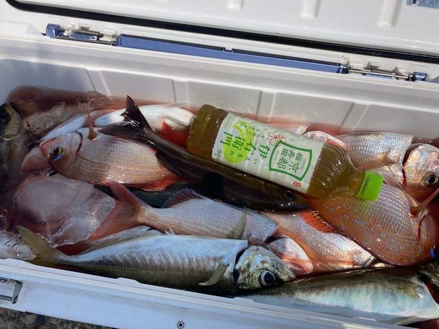 ハナダイ(チダイ)・アジ(マアジ)・イサキ・ウマヅラ(ウマヅラハギ)