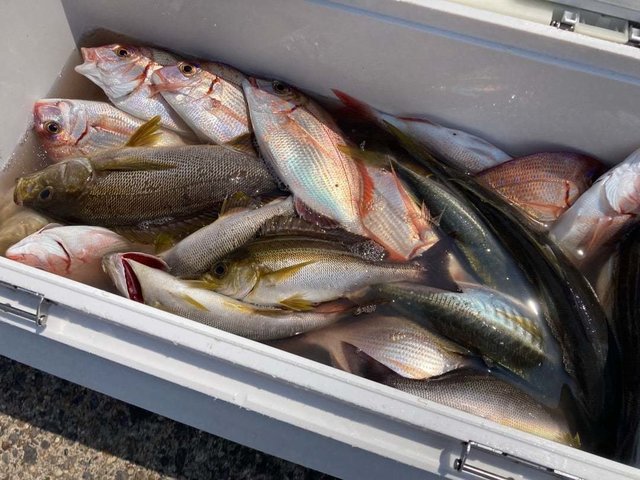 ハナダイ(チダイ)・アジ(マアジ)・イサキ・ウマヅラ(ウマヅラハギ)