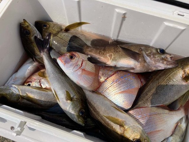 ハナダイ(チダイ)・アジ(マアジ)・イサキ・メバル・ウマヅラ(ウマヅラハギ)