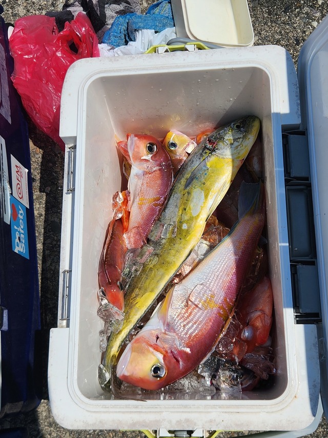 アマダイ(アカアマダイ)