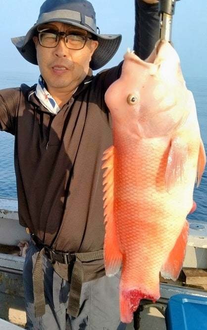 カンダイ(コブダイ)