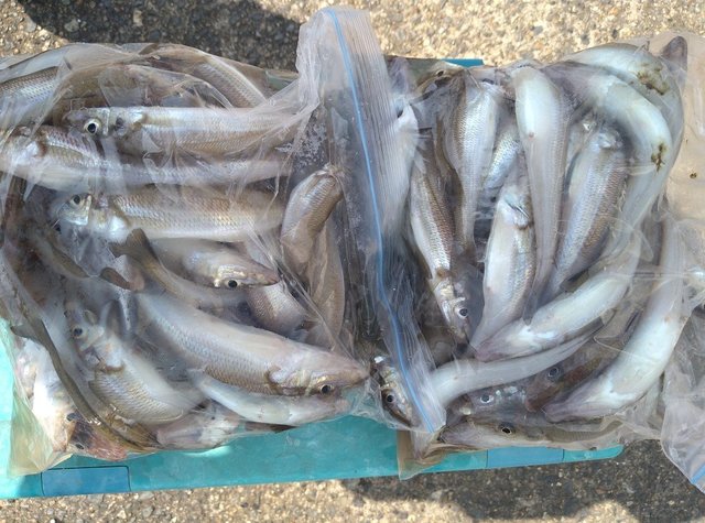 キス(シロギス)