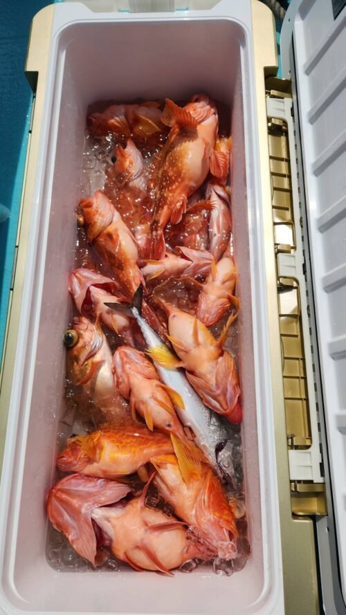 カンコ(ウッカリカサゴ)・アヤメカサゴ