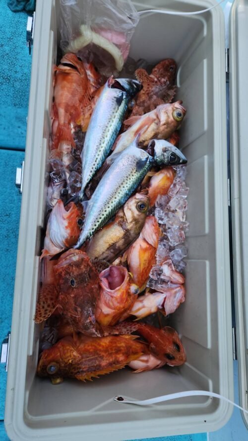 カンコ(ウッカリカサゴ)・サバ(ゴマサバ)