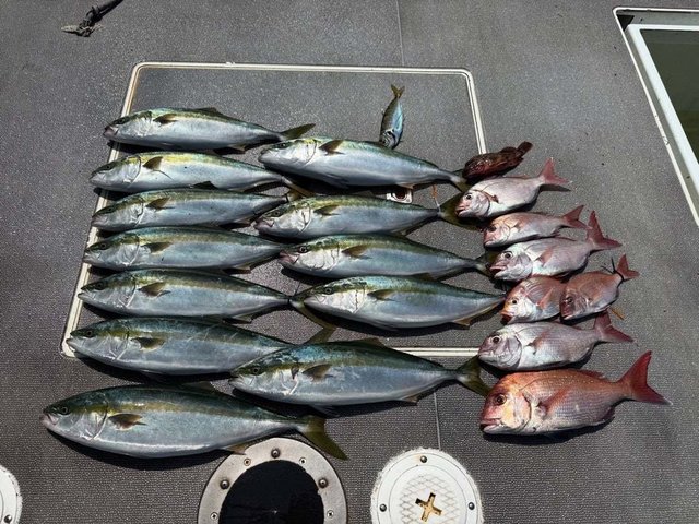 マダイ・ハマチ(ブリ)