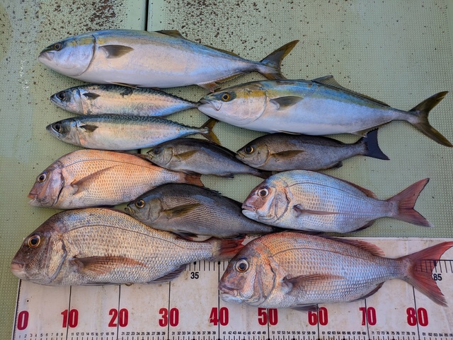 タイ(マダイ)・メジロ(ブリ)・イサギ(イサキ)・マサバ