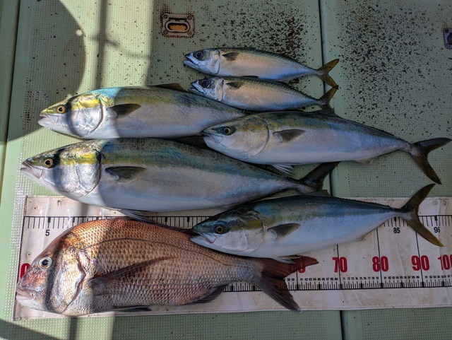 タイ(マダイ)・メジロ(ブリ)・マサバ