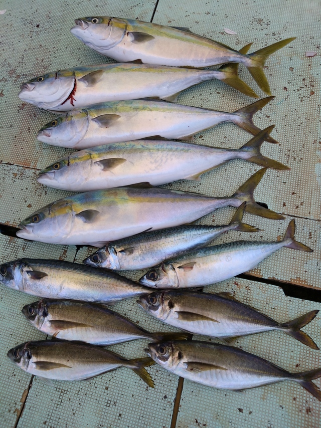 アジ(マアジ)・メジロ(ブリ)・サバ(マサバ)