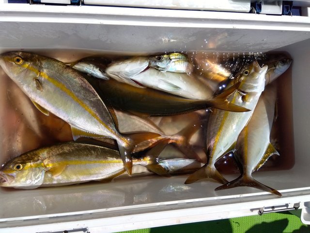 アジ(マアジ)・カンパチ