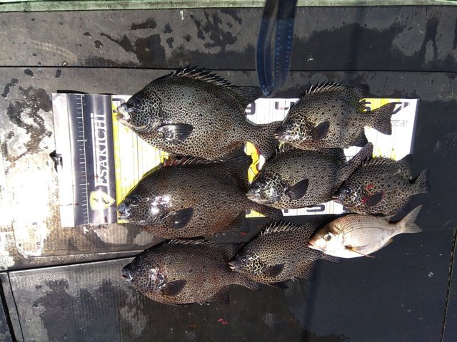 イシガキダイ・メイチダイ