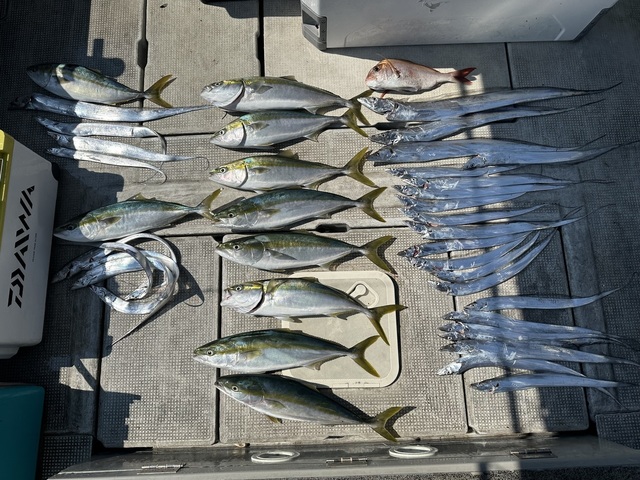 マダイ・メジロ(ブリ)・タチウオ