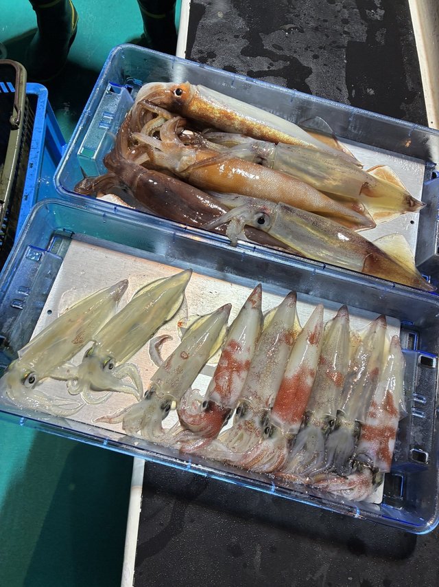 アカイカ(ケンサキイカ)