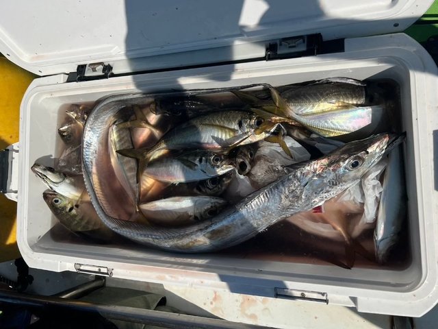 アジ(マアジ)・タチウオ