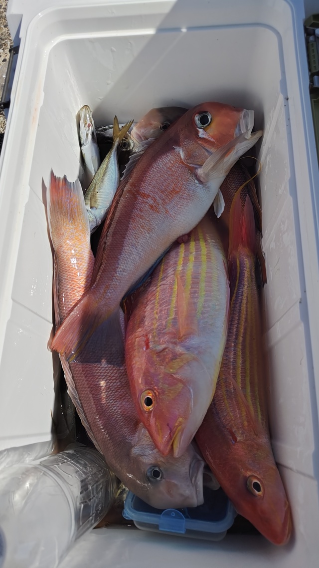 アジ(マアジ)・アカアマダイ・イトヨリ(イトヨリダイ)