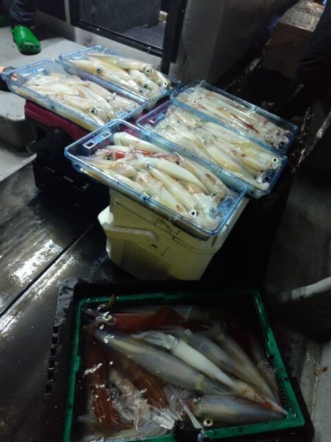 イカ(ヤリイカ)