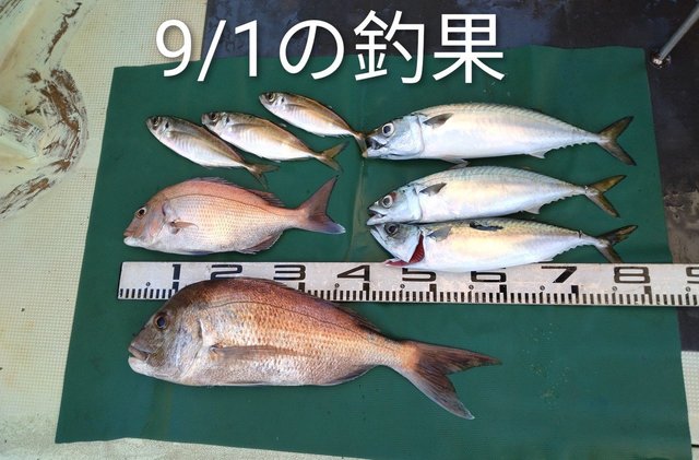 マダイ・マアジ・マサバ