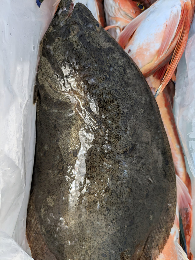 ホウボウ・ヒラメ