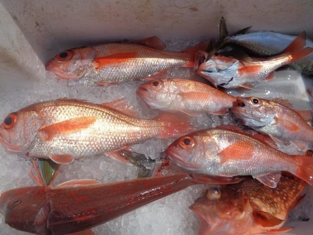 アカムツ・カンコ(ウッカリカサゴ)・ホウボウ