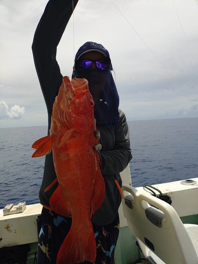 アカジン(スジアラ)