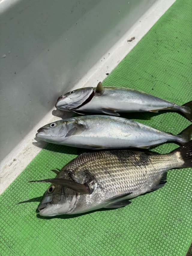 クロダイ・イナダ(ブリ)