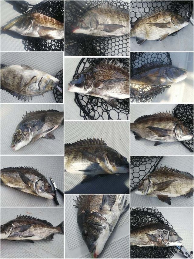 チヌ(クロダイ)